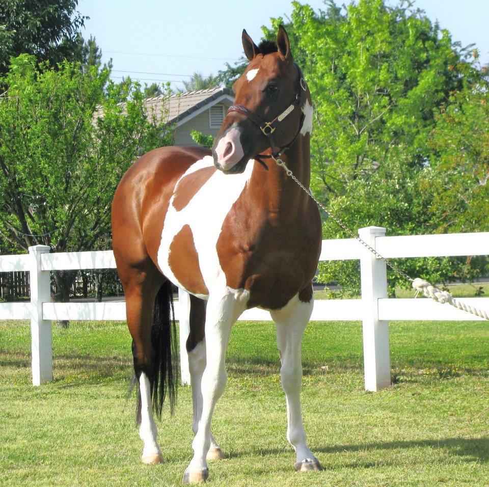 Tobiano Horses